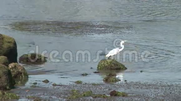 白鹭在水中游动2视频的预览图