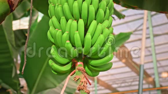 香蕉种植园有巨大绿叶的香蕉树一串绿色生长的香蕉有机食品的概念视频的预览图