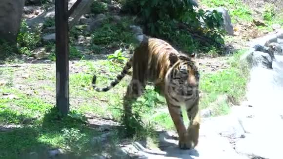 老虎在动物园里走来走去视频的预览图