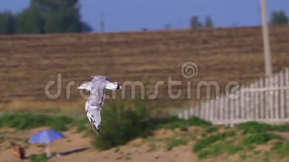 年轻的大黑头海鸥伊希提亚特斯在飞行视频的预览图