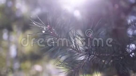树林中的针叶树视频的预览图