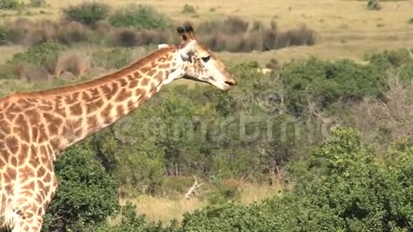 长颈鹿在草原上的灌木丛中放牧视频的预览图