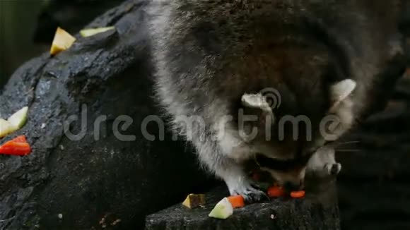 浣熊收集食物特写视频的预览图
