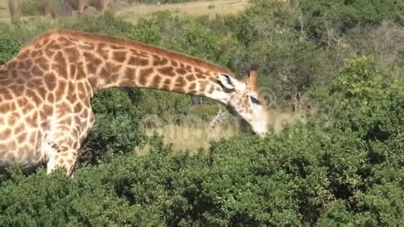长颈鹿在草原上的灌木丛中放牧视频的预览图
