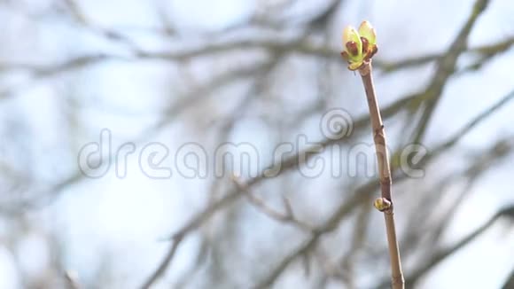 一棵树宝石的风景春花开的理念视频的预览图