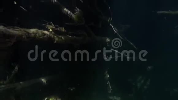 俄罗斯西伯利亚莱纳河水中阳光下的一棵树视频的预览图