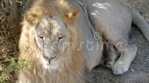 野兽之王狮子特写视频的预览图