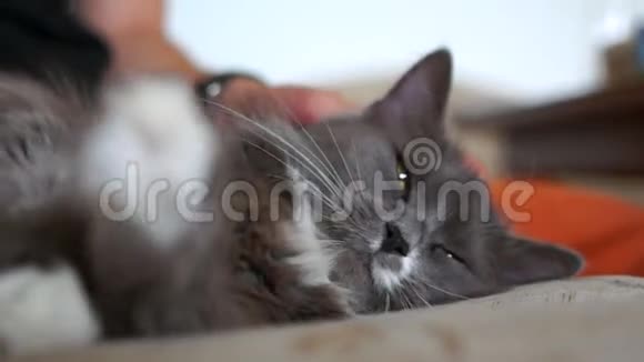 超级懒惰的灰猫休息一下视频的预览图
