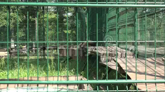 可怜的雄狮动物躺在动物园的笼子里人们在散步视频的预览图