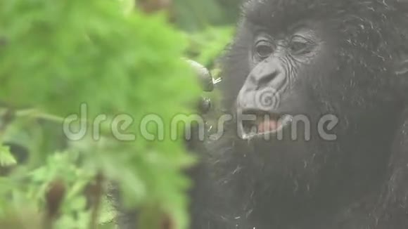 大猩猩吃着扁平的颜色视频的预览图