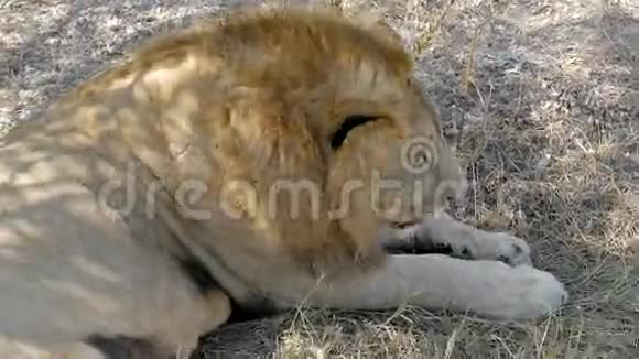 野兽之王狮子特写视频的预览图
