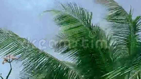 关闭棕榈树叶在风中吹高清高清视频的预览图