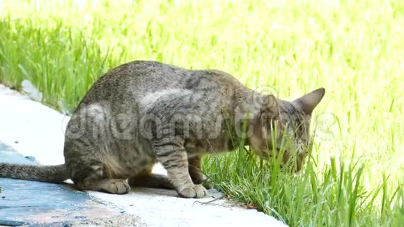 泰国猫小猫视频的预览图