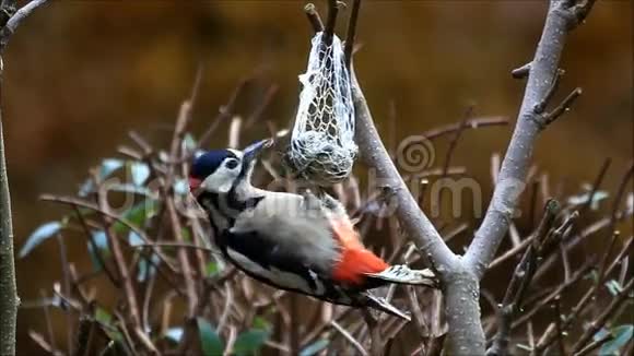 伟大的斑点啄木鸟视频的预览图