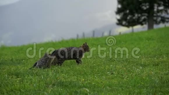 在奥地利山区的一片绿草上两只小玩灰猫玩耍和奔跑慢动作视频的预览图