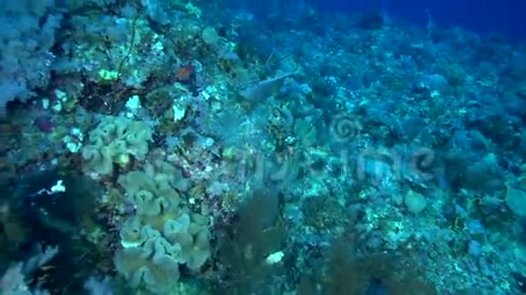 苏丹红海珊瑚中的黄礁珊瑚视频的预览图