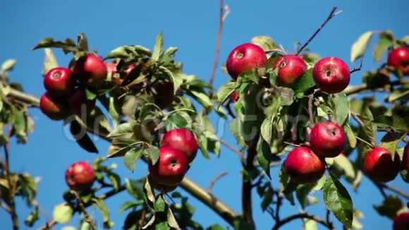 阳光明媚的一天苹果树枝上的红熟苹果视频的预览图