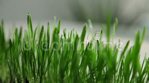 水滴在草叶上视频的预览图