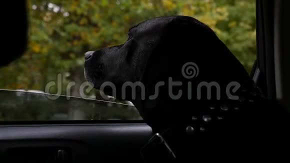 一只大黑狗坐在车里把头放在窗户上呼吸着新鲜空气慢速运动高清1920x1080视频的预览图