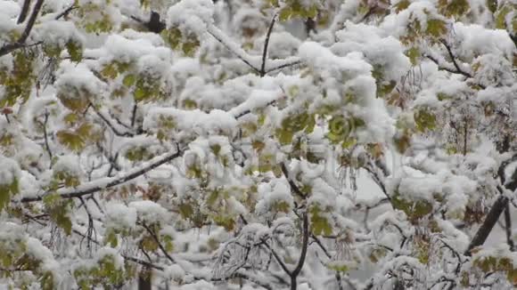 青枫枝覆盖着湿漉漉的雪视频的预览图