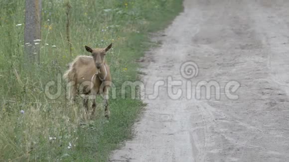 山羊在地上抓角村子里的一只小山羊视频的预览图