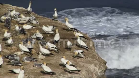 新西兰岩石海浪上的甘尼特殖民地视频的预览图