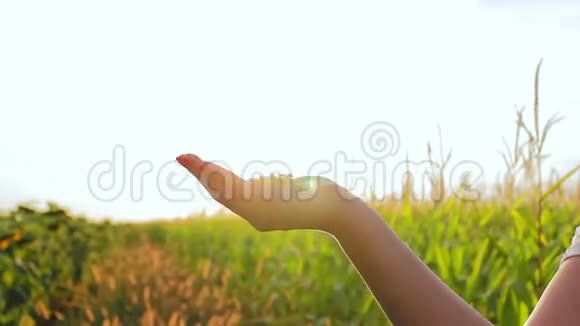 日落时的手掌吹走了女孩的花朵视频的预览图