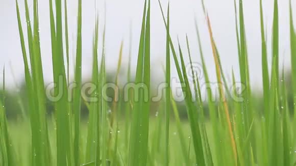 稻田和水滴视频的预览图