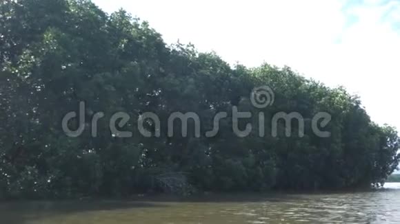 泰国的红树林视频的预览图