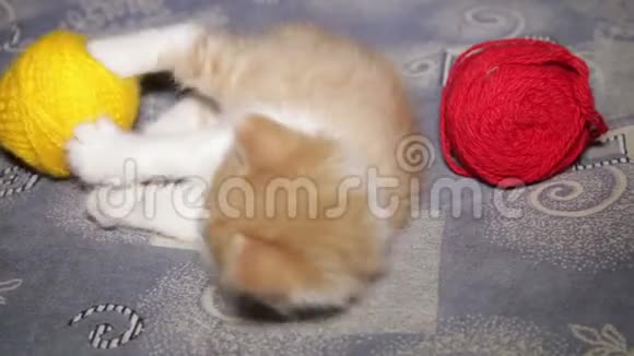 红色和黄色羊毛缠结的红色小猫视频的预览图