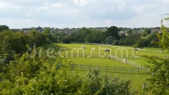 夏日风景观马草甸野马牧场英国视频的预览图