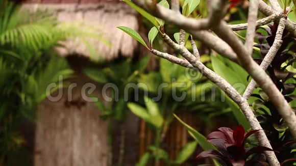 豪华别墅的热带树叶背景巴厘岛视频的预览图