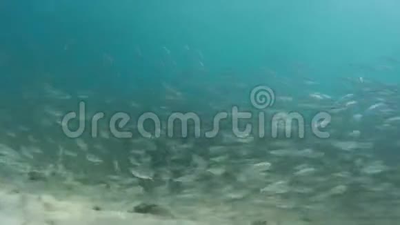 水下鱼学视频的预览图
