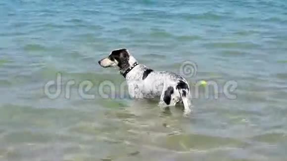 狗在夏天洗澡视频的预览图