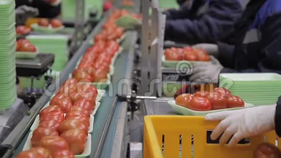 在工厂内的托盘线上包装新鲜西红柿的工人视频的预览图