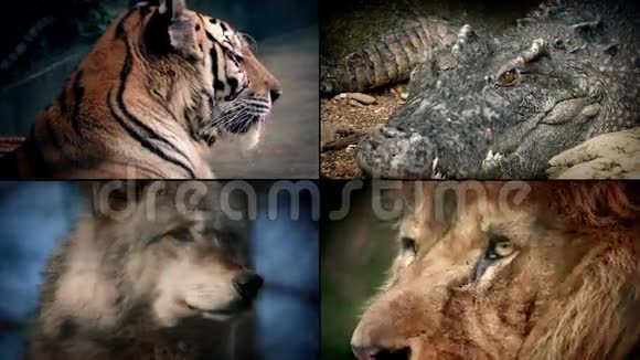 危险动物蒙太奇狮子鳄鱼老虎狼视频的预览图
