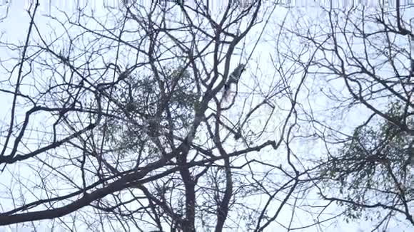 松鼠正在爬树茎视频的预览图