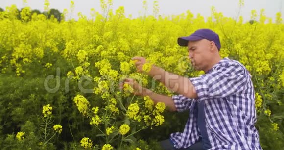 农民在田间检查和嗅闻油菜花视频的预览图