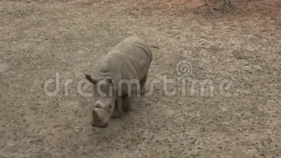 南方白犀牛野生动物濒危动物物种视频的预览图