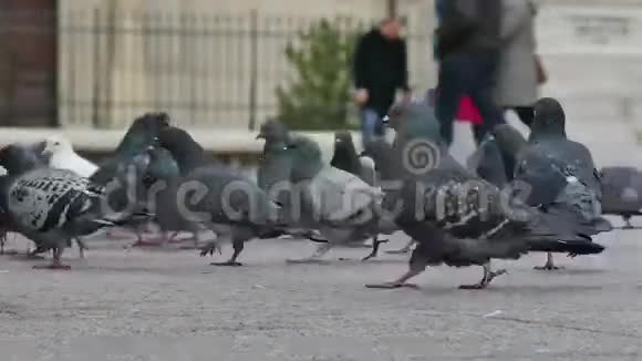 鸽子正穿过街道视频的预览图