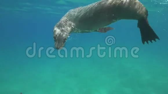 澳大利亚毛皮密封在水下慢速运动HD平尼皮亚背脓视频的预览图
