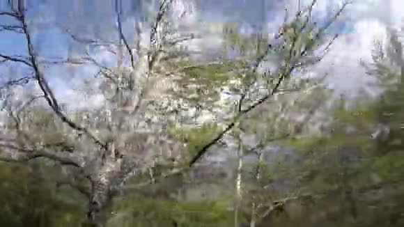 法国比利牛斯群岛阳光灿烂的春天森林视频的预览图