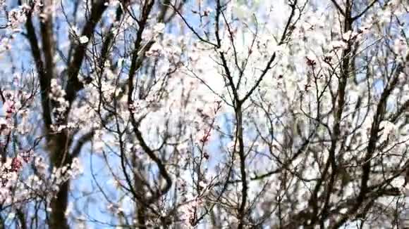早春开花果树视频的预览图
