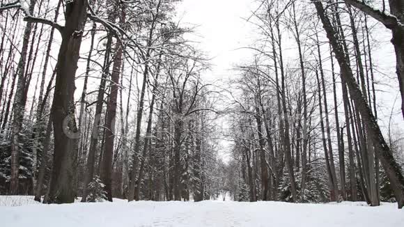 人在冬林中行走视频的预览图