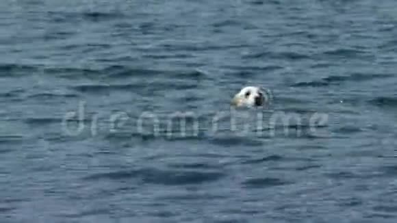 相机平底锅上的白狗在湖边游泳白狗在阳光明媚的日子里在湖里游泳拉布拉多的摄像机视频的预览图