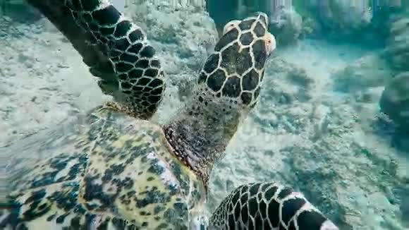 巴厘岛水下世界海龟浮潜和潜水在巴厘岛的东海岸很受欢迎视频的预览图
