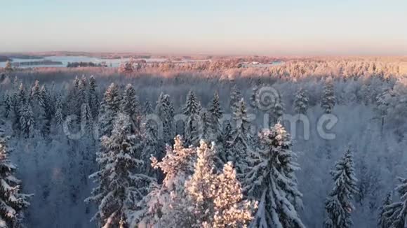 日落时有雪树的冬林视频的预览图