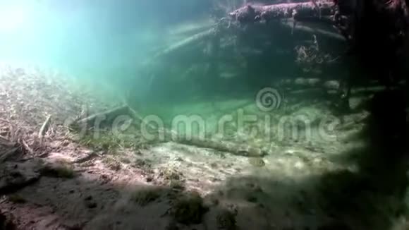 在俄罗斯西伯利亚的莱纳河水中的阳光下进行水下测井视频的预览图