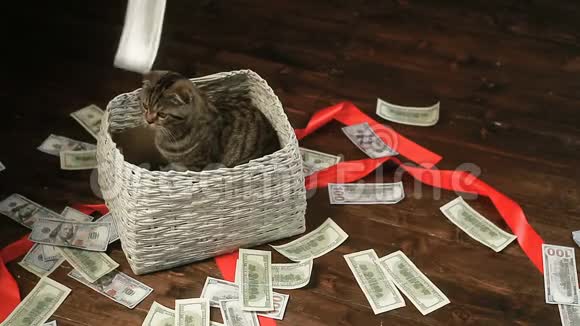 猫坐在篮子里抓住了美元视频的预览图
