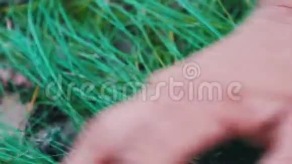 近景的人触摸他强壮的男子汉手在绿草的背景下阳光近景视频的预览图